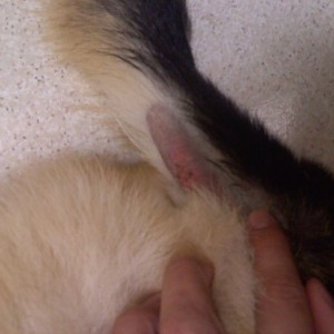 stupid hot spot