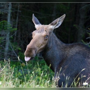 moose-tongue-out