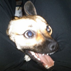 Went full ratard with a little derp :laugh: