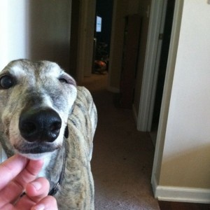 Um does anyone now what's wrong the are grayhound's eye?? Just sa