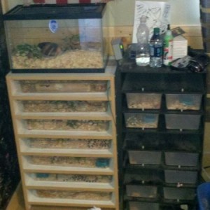 For sale. Snake rack, both are heated, PVC one-$100 wood one-$200. PVC has 