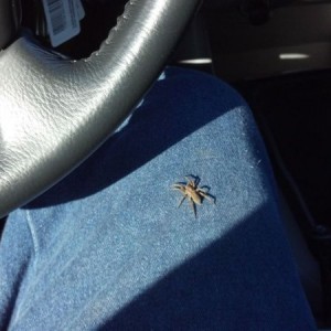 Just looked down while driving and saw this beast!