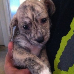TW meet tiger my nieces new pup