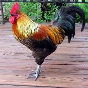rooster