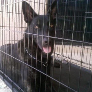 Just adopted this guy:
