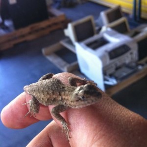 Second one I caught at work today