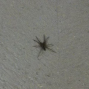 Spider in school house... Evacuate the students and burn down the building.
