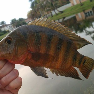 live5C1Fyt