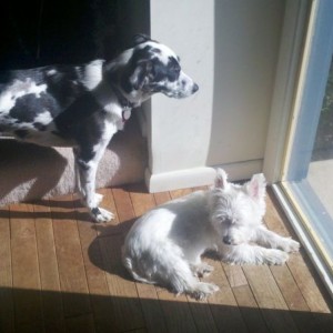 Lazy dogs! Get a job!