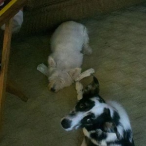 Coconut is sleepin on her bone so the shit head puppy doesnt steal it