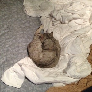 My poor cat. She got the crap beaten out of her today, luckily I heard it a