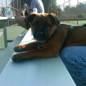 Friends shepard/akita mix pup