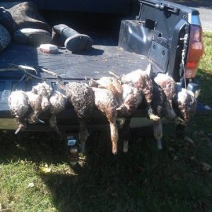 ducks