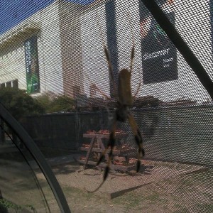 Museum spider exhibit