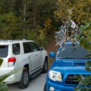 She's watching over the taco and 4runner!! Tight lines & Put-Em-Ba