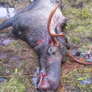 2011moose_hunt_006