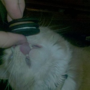 No kitty! My triple double stuff oreo!