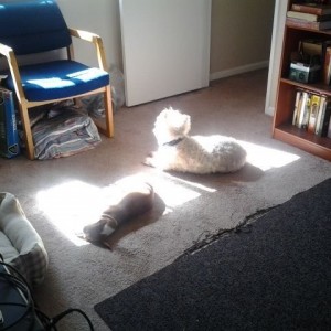 Sunning in the house