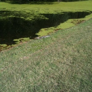 Golf hazard in florida