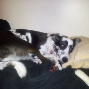 Lazy dog.