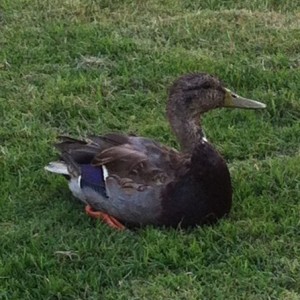 Anybody know what kind of duck this is?