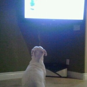 I let the TV raise my dog! Lol
