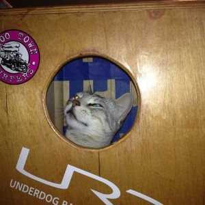 My cat climbed in my cajon