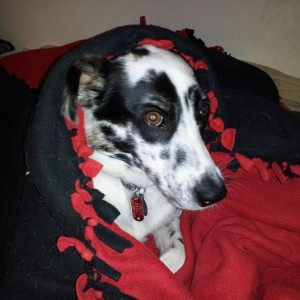 Lol. She got the blankets over top of her because she is cold
