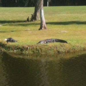 Golf hazard in Florida