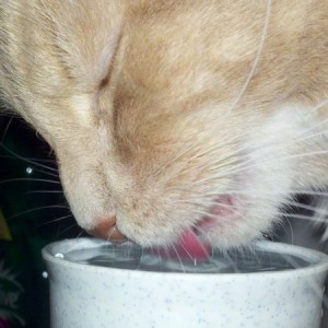 Kitteh <3 water