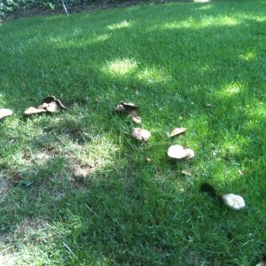 I wonder if they are magic mushrooms ?