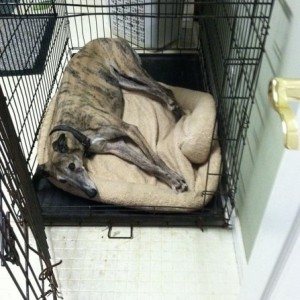 The dog likes to just lay in there all the time. Idk why.