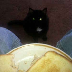 I can't believe my cat begs. I must make some delicious smelling turke
