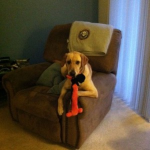 Our lil pup Sadie and her lil Halloween toy.