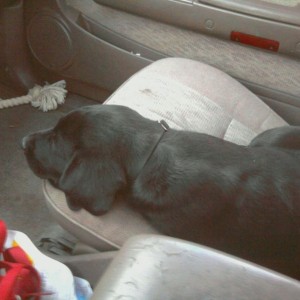 Getting used to taco rides :)