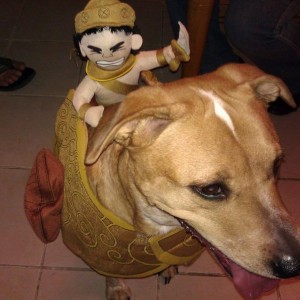 My brothers dog dressed up.