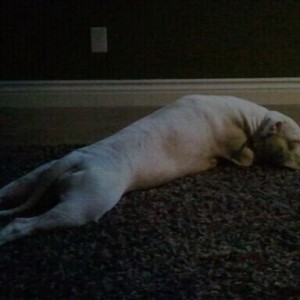 She's all worn-out from barking at trick-or-treaters.