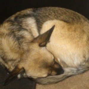 My baby coyote :laugh: