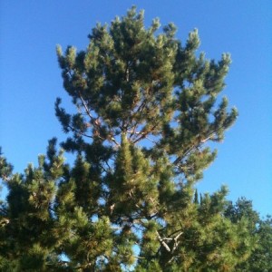 I love these Santa Anna wind events in SoCal . Blue skies,warm air,the smel