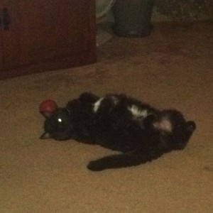 My cat thinks your Sexy. Wink Wink. haha