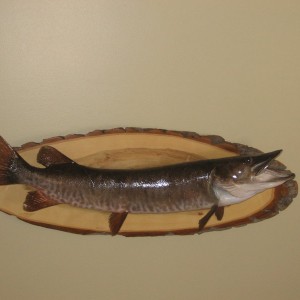 Muskie