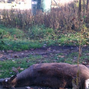 Assholes. Cut his antlers off and dumped him at the entrance to my right of