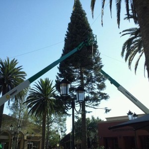 They're making a christmas tree a fashion island