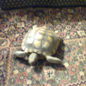 Hes cruzen kus he does not want to go to sleep...