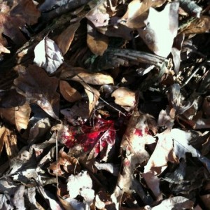 Blood trail.