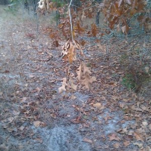 Rut baby