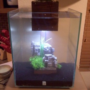 just set up my fluval chi.