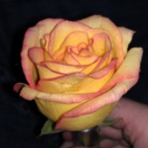 really thanks girl flipping gave me a rose