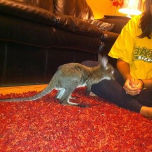 New member of the family. His name is sydney