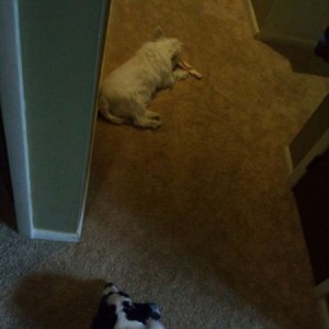 Little dog stole her bone. Lol